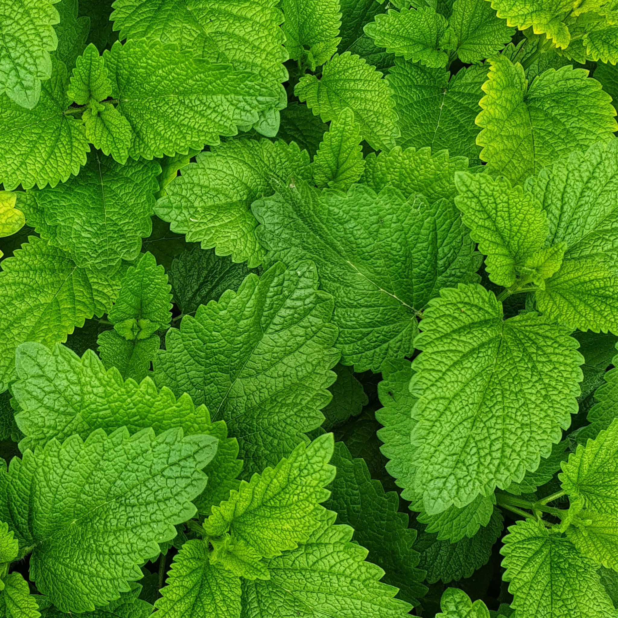 Mint Balm