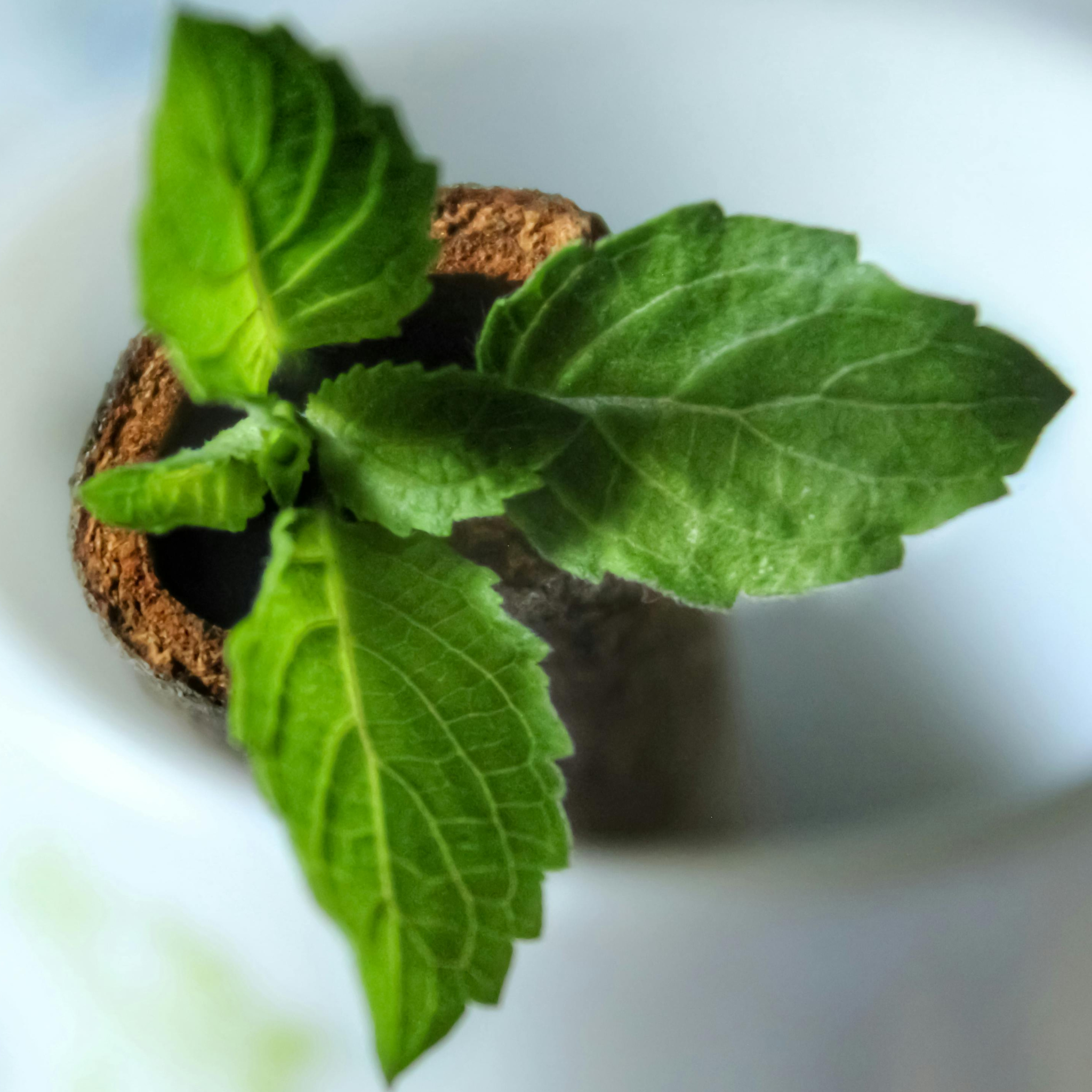 White Pearl Conditioner