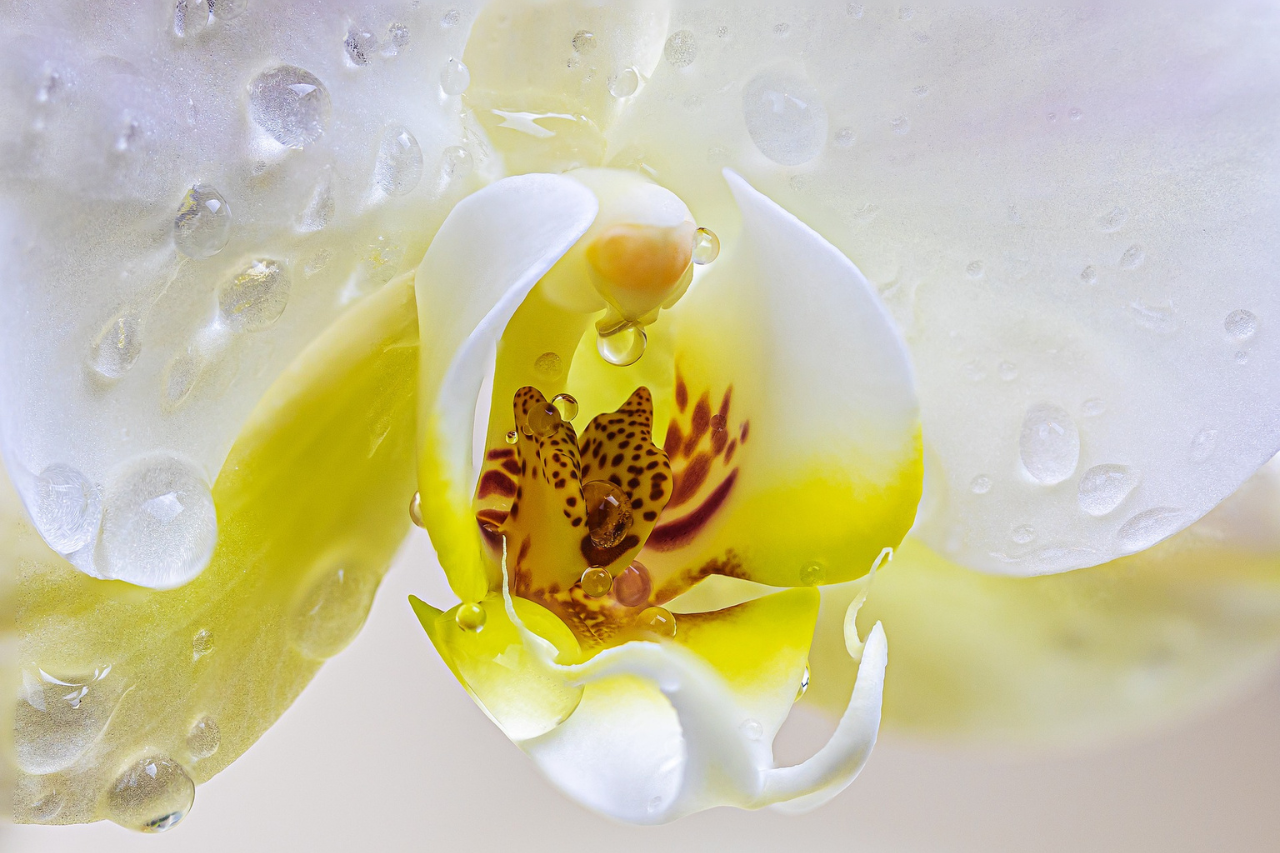 Orchideen Mutterzellen