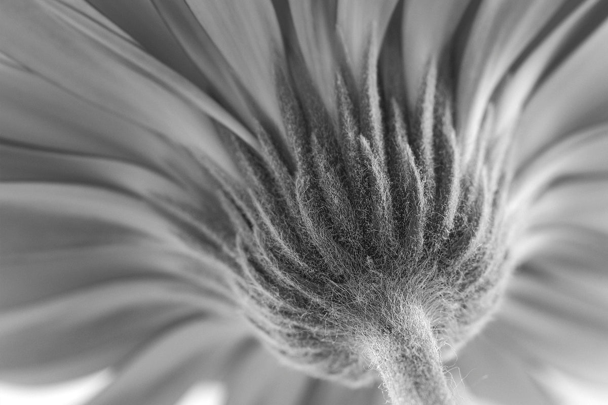 Close-up of a flower in black and white
