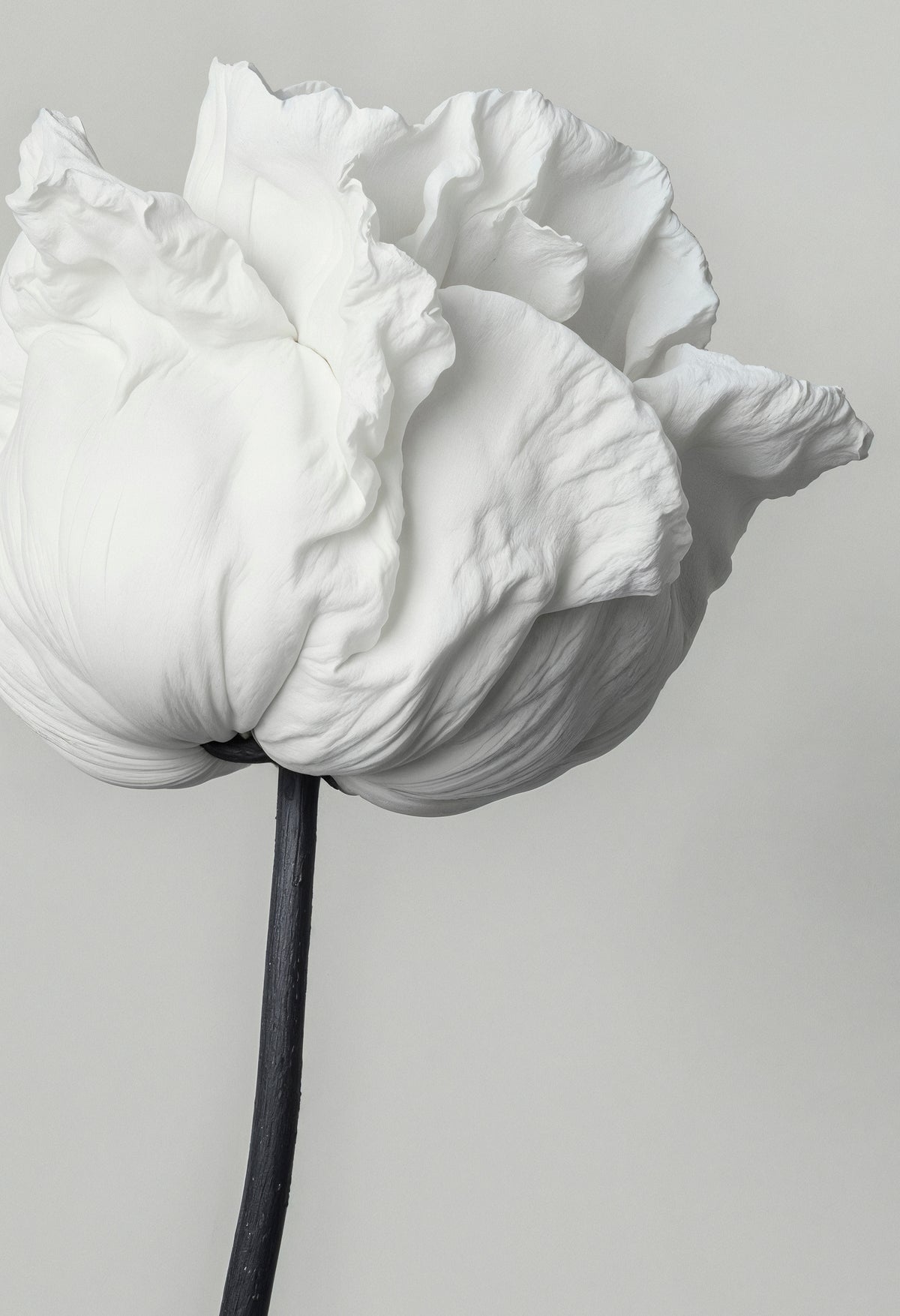 White flower – BARAU skincare routines