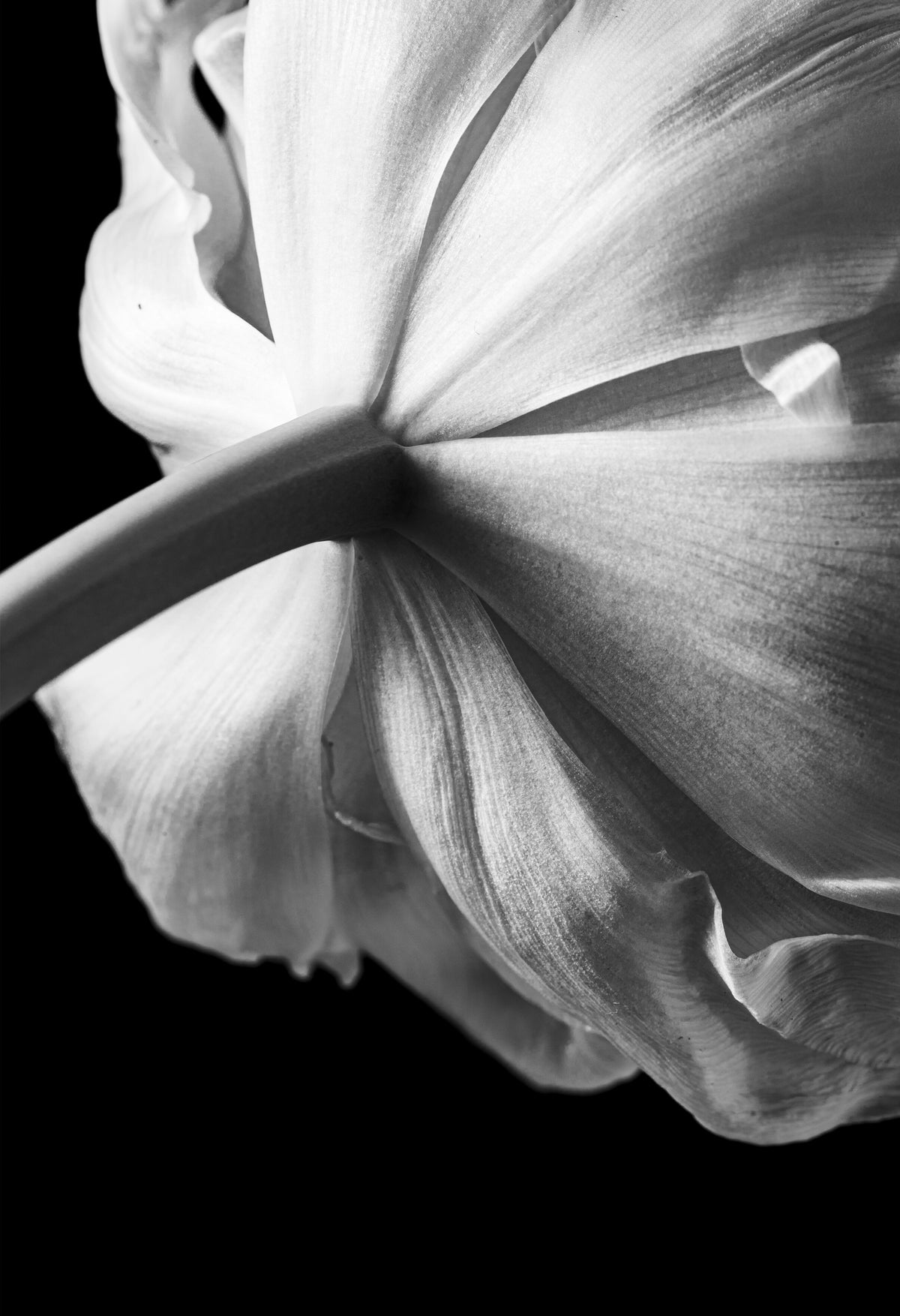 White flower in black and white – BARAU skincare routines