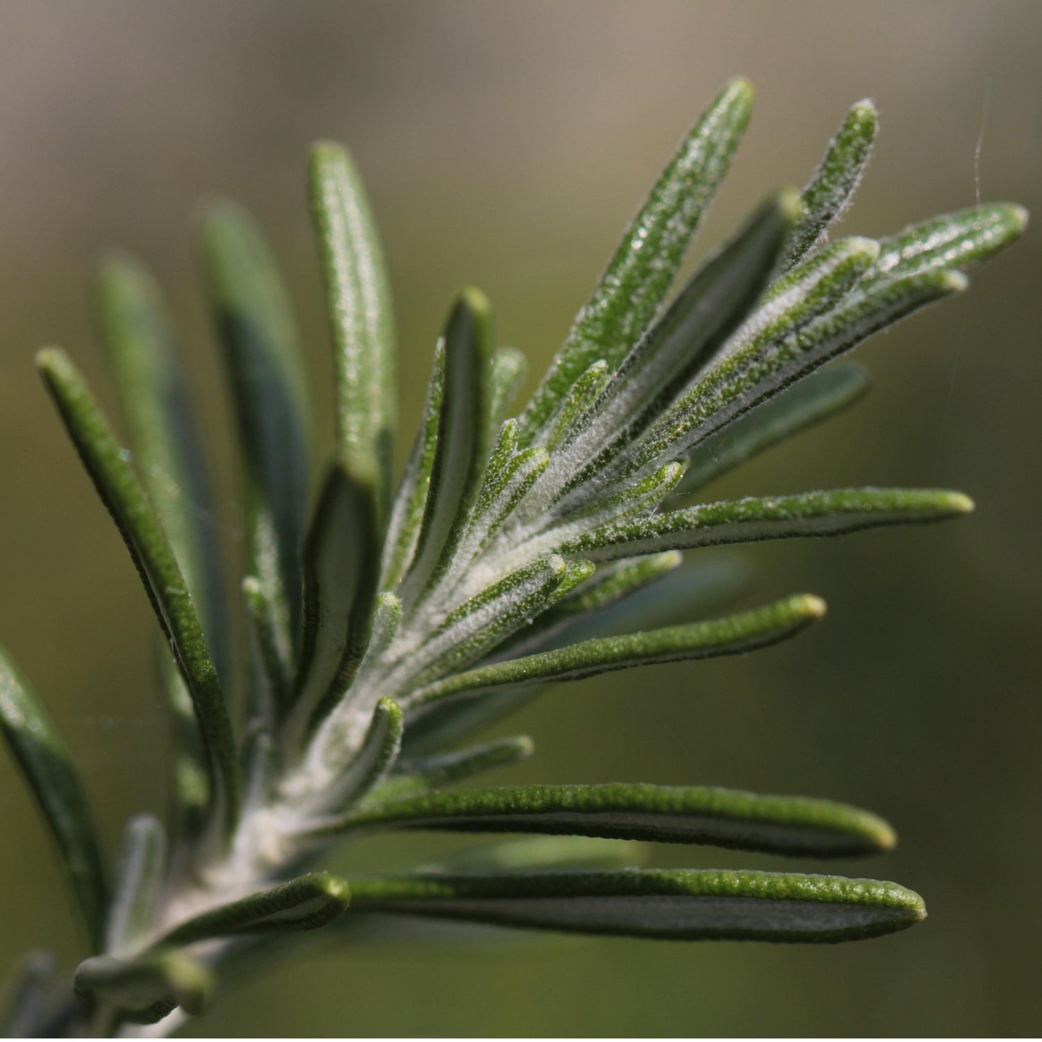 Marine Garden Shampoo