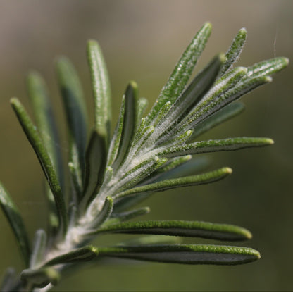 Marine Garden Shampoo