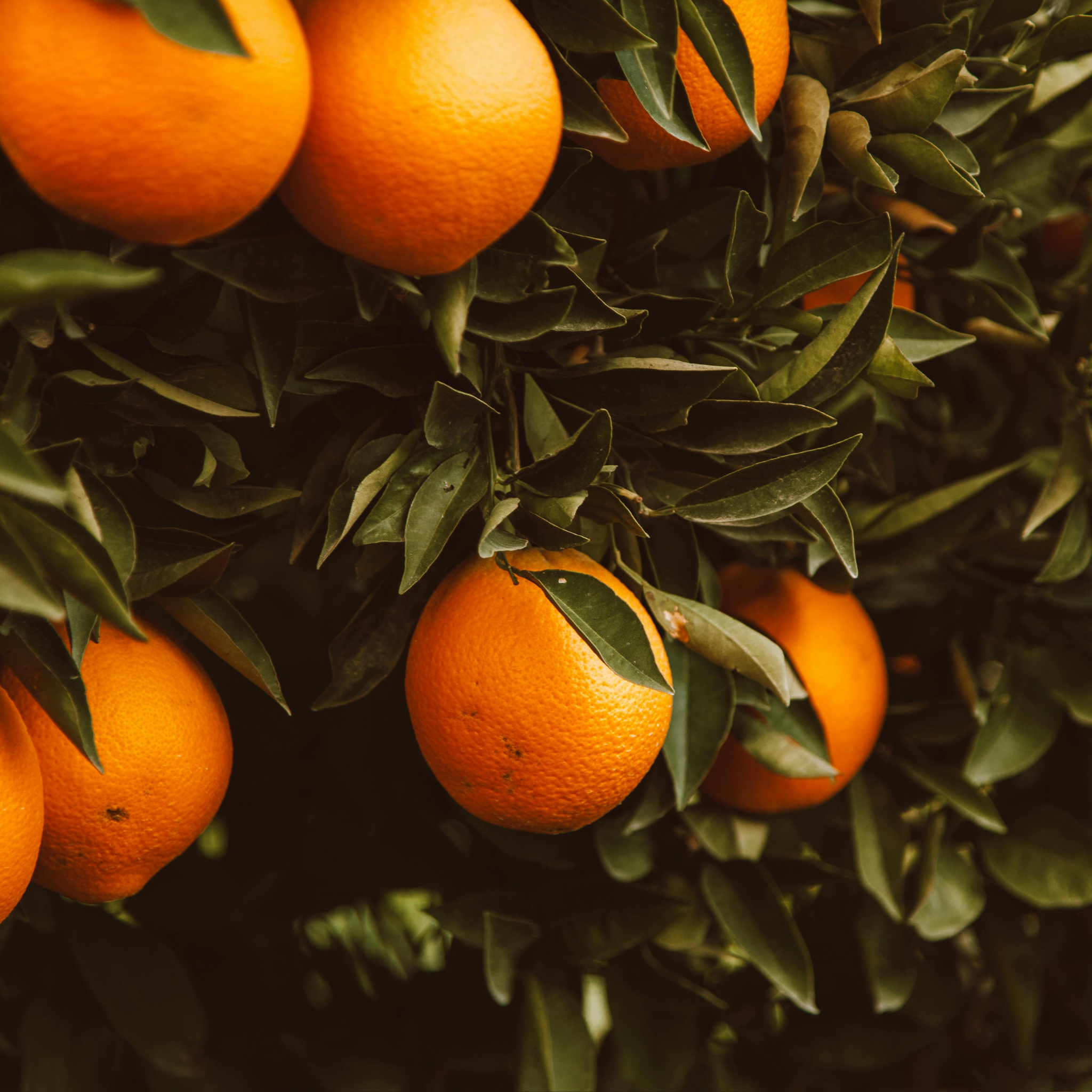 Orange Balm