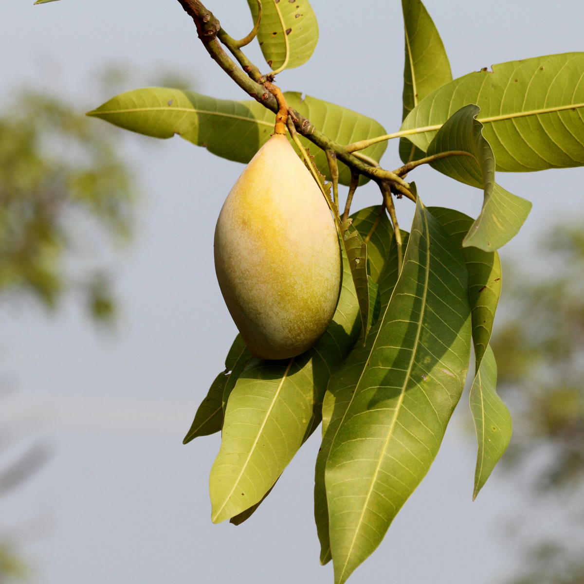 Mango on the tree – organic mango extract
