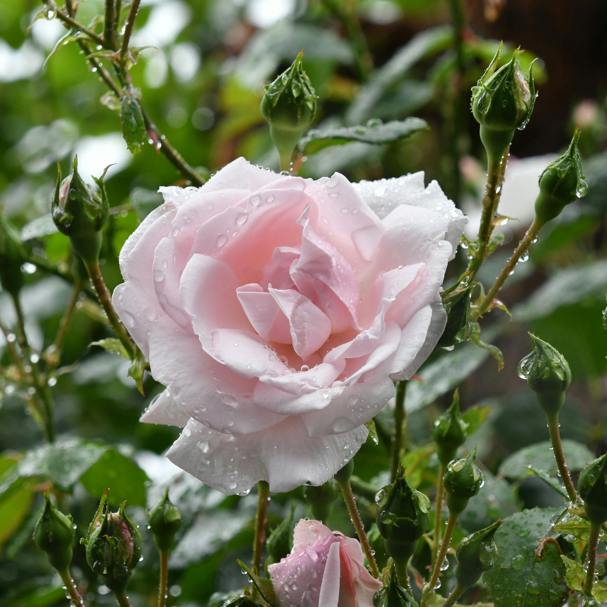 Organic rose hydrosol from the Damask rose