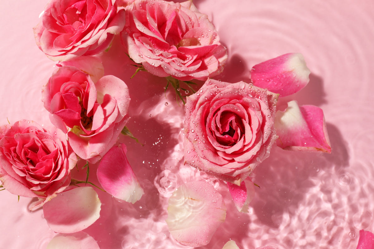 Pink rose petals in water – organic rose hydrosol from the Damask rose