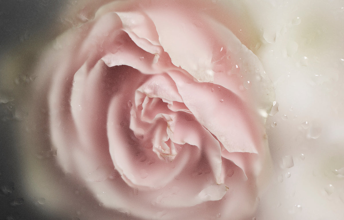 Rose blossom – organic rose water