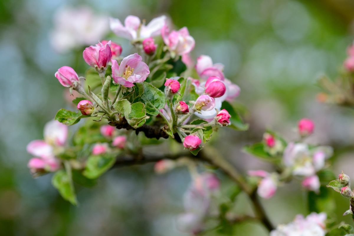 Wild rose in bloom