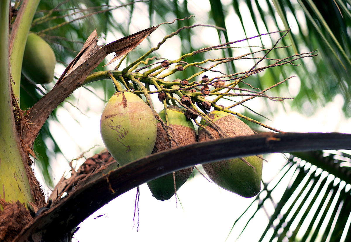 Coconuts on a palm tree