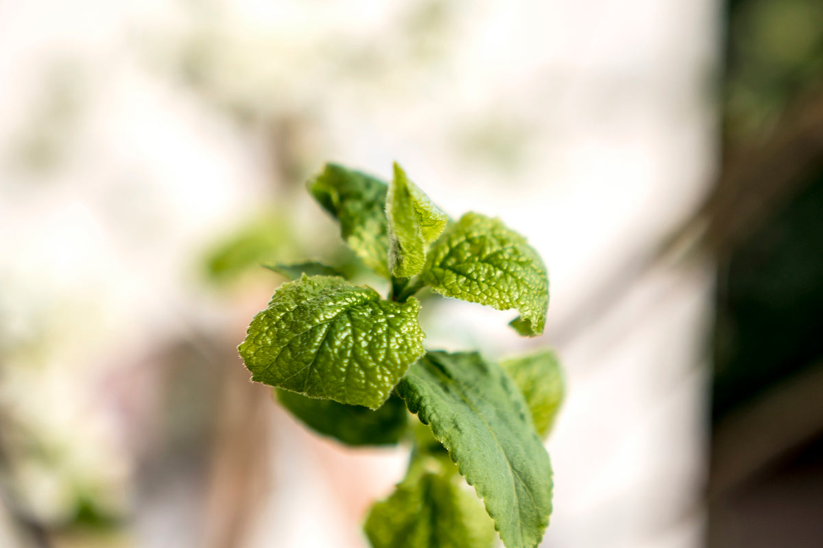 Fresh mint