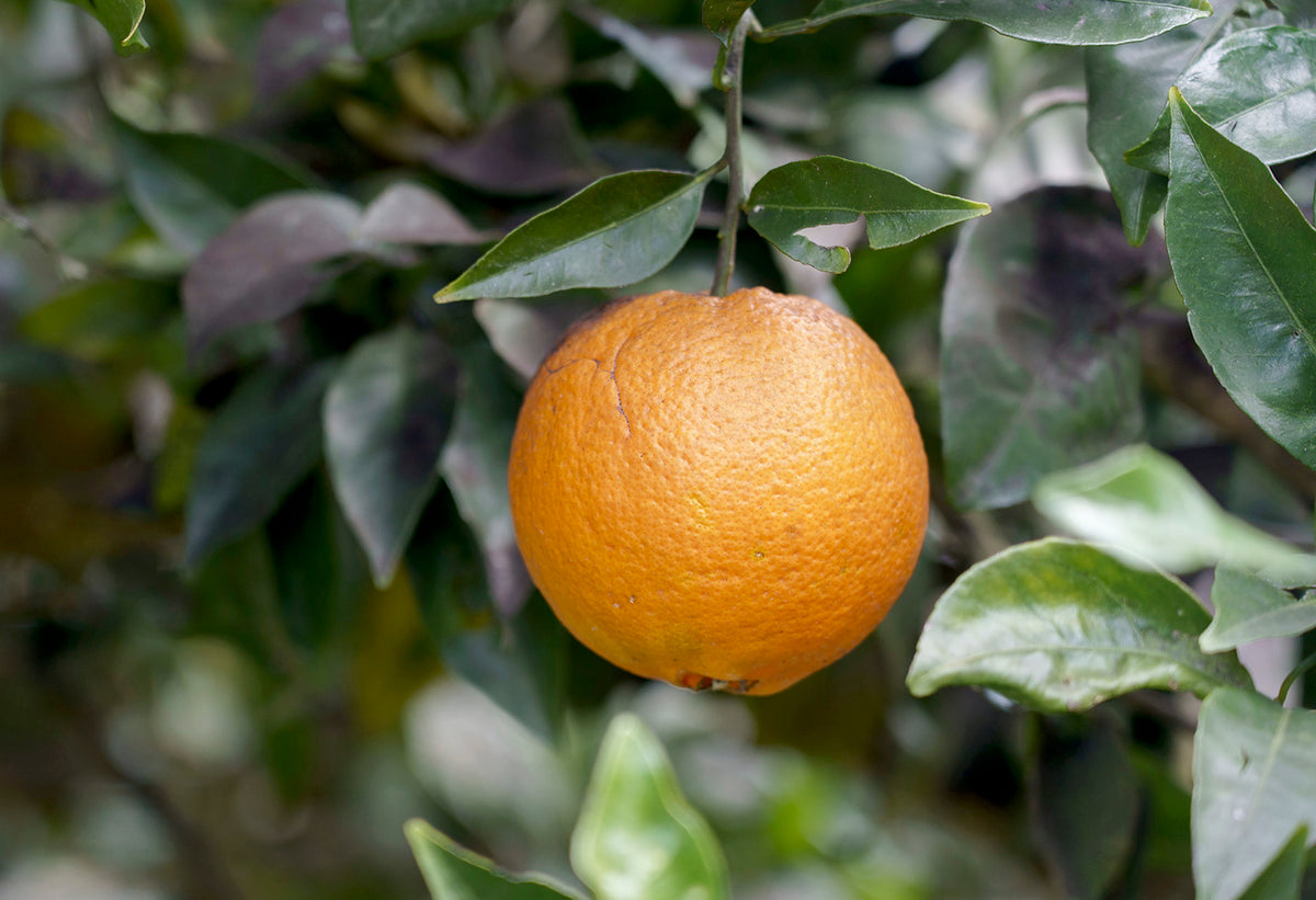 Orange on the tree