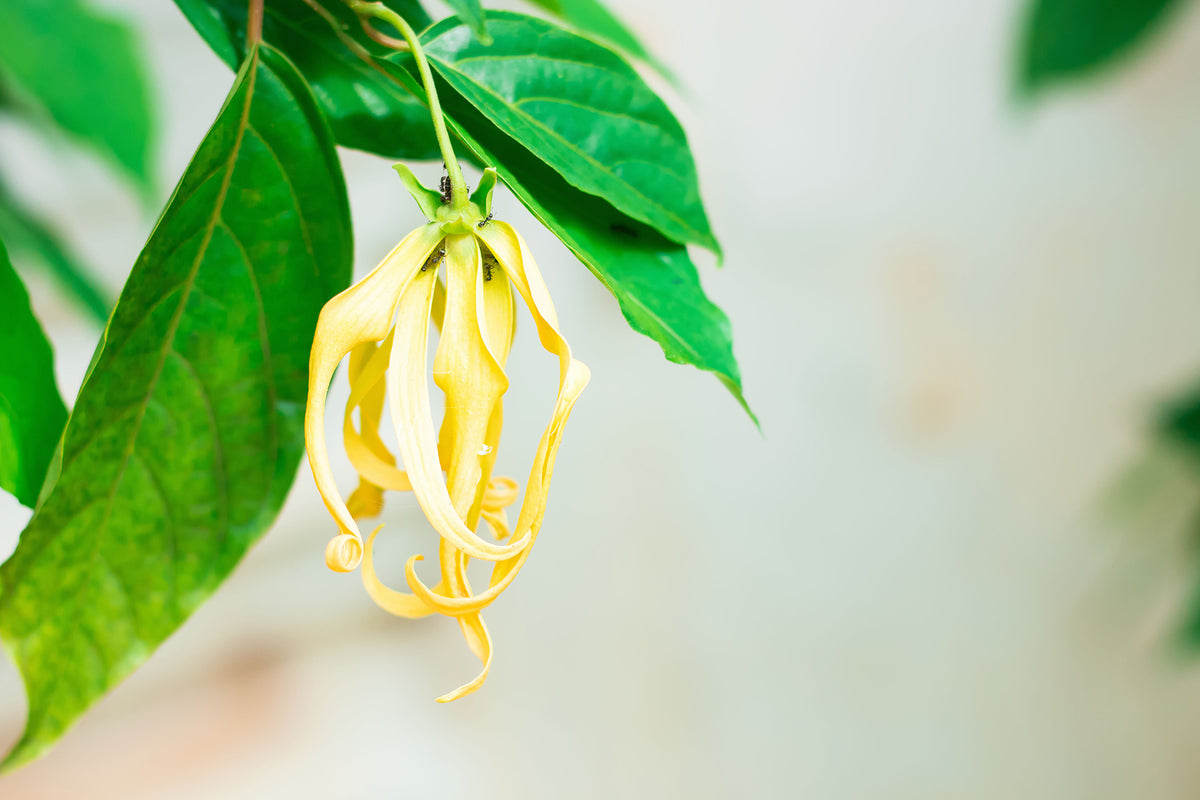 Ylang-ylang flower
